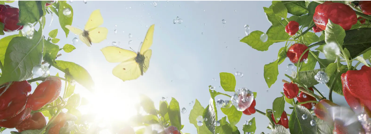 Garden Care Garden Care